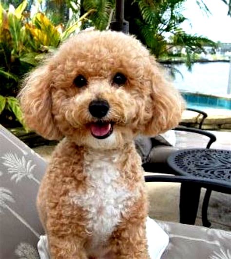 Craigslist Ft Myers Pets