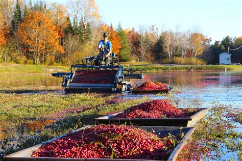 Cranberry Farm Activities