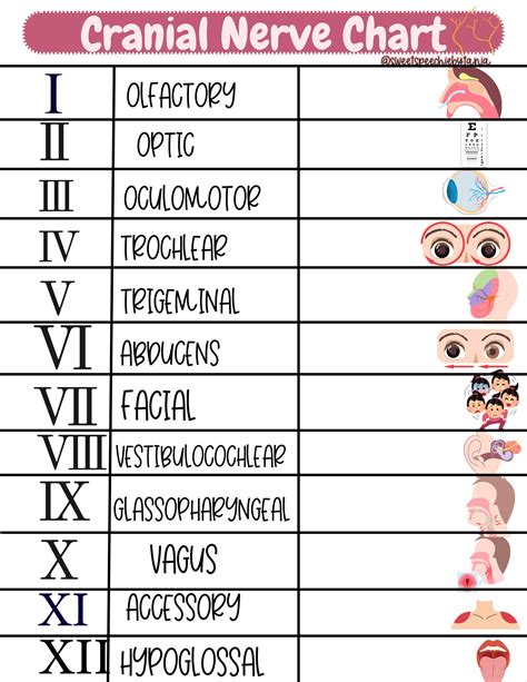 Cranial Nerve Chart