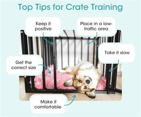 Crate Training Success