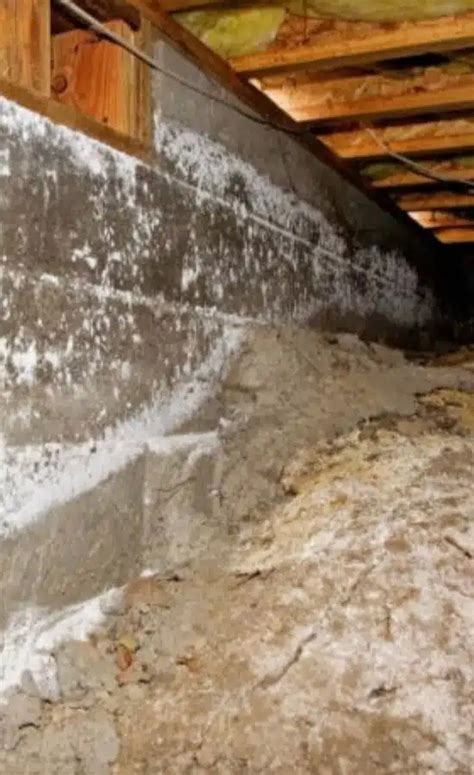 Crawl Space Mold Problems
