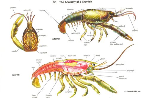 Anatomy of the noble crayfish by Eurwentala on DeviantArt