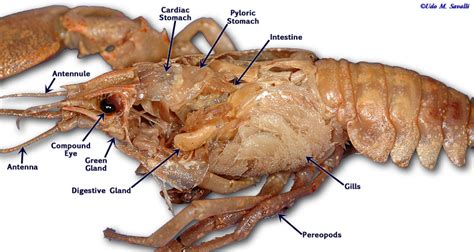 Crawfish/Crayfish Dissection Prelab Notes