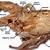 Crayfish Anatomy Dissection