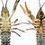 Crayfish Anatomy Male Vs Female