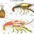 Crayfish Anatomy