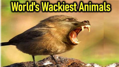 Crazy Animals FACEBOOKERS