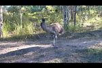 Crazy Baby Emu Dancing