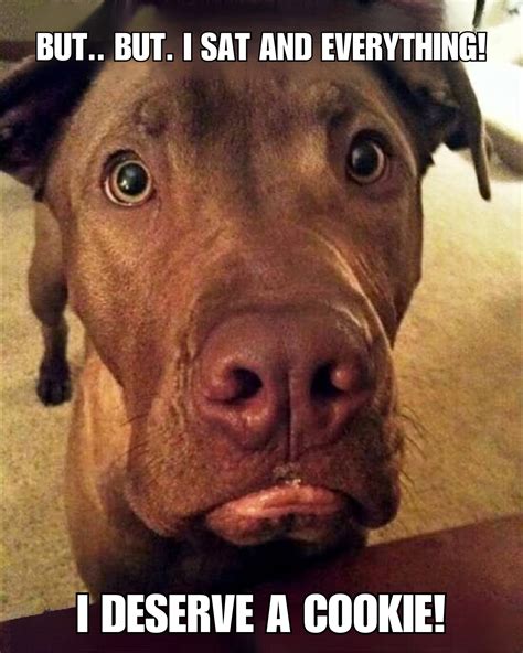 Crazy Dog Meme