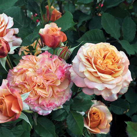 The Enchanting Allure of the Crazy Love Rose: A Gardener’s Guide