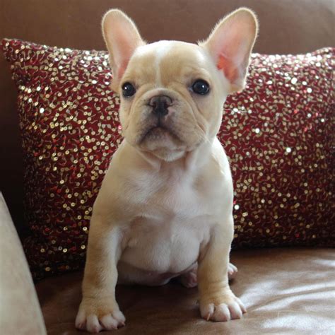 Cream French Bulldog Puppies For Sale: Finding Your Furry Best Friend