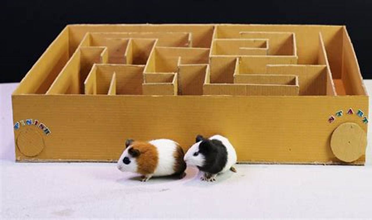 Creating a DIY maze for pet guinea pigs