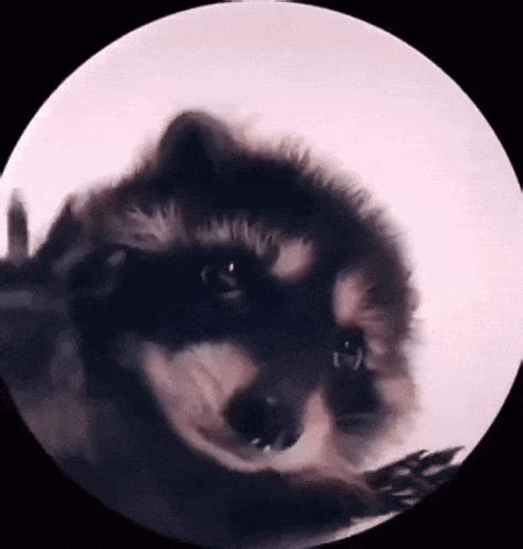 Creating Dancing Raccoon GIFs