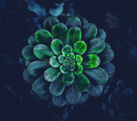 Creating Value Contrast Plant