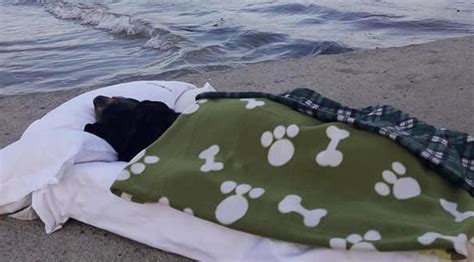 Creating a Comfortable Environment for a Terminally Ill Dog