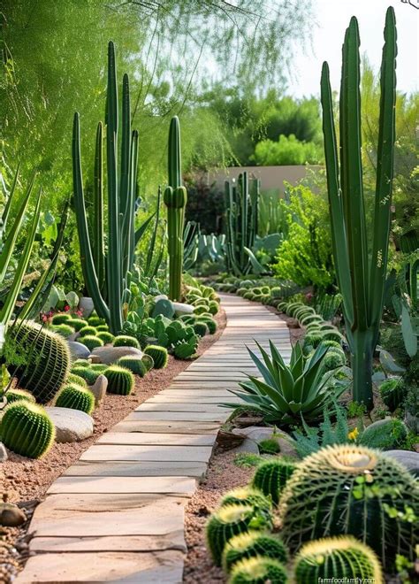 Creative Cactus Landscaping: A Unique And Sustainable Approach To Landscaping