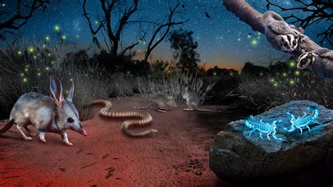 Creatures of the Night Wildlife