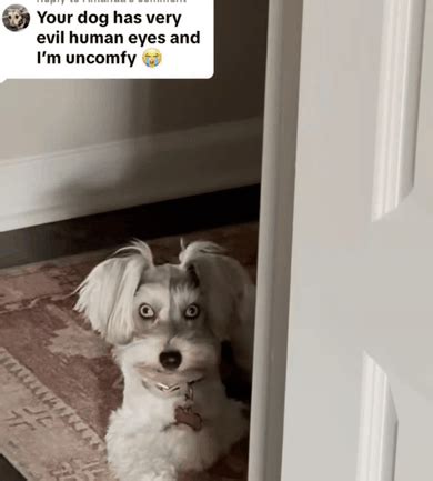 Creepy Dog Meme