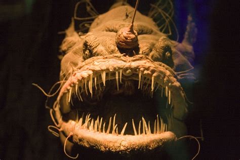 Creepy Scariest Deep Sea Creatures