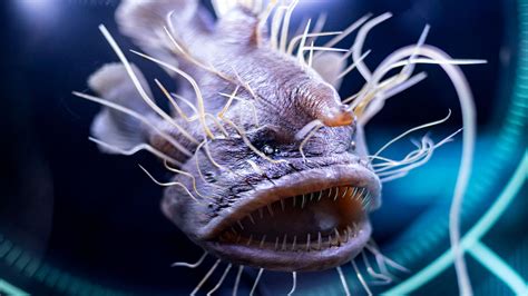 Creepy Scary Ocean Animals