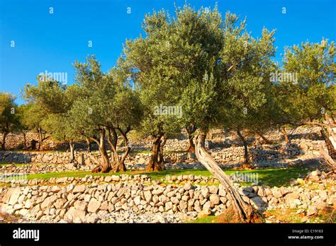 Cres Olive Picking Tour: Is a Smaller Experience Worth It?