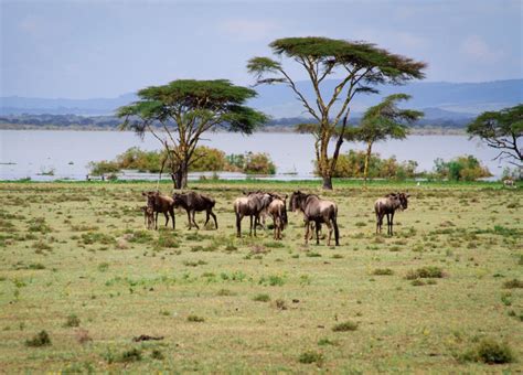 Crescent Island animals