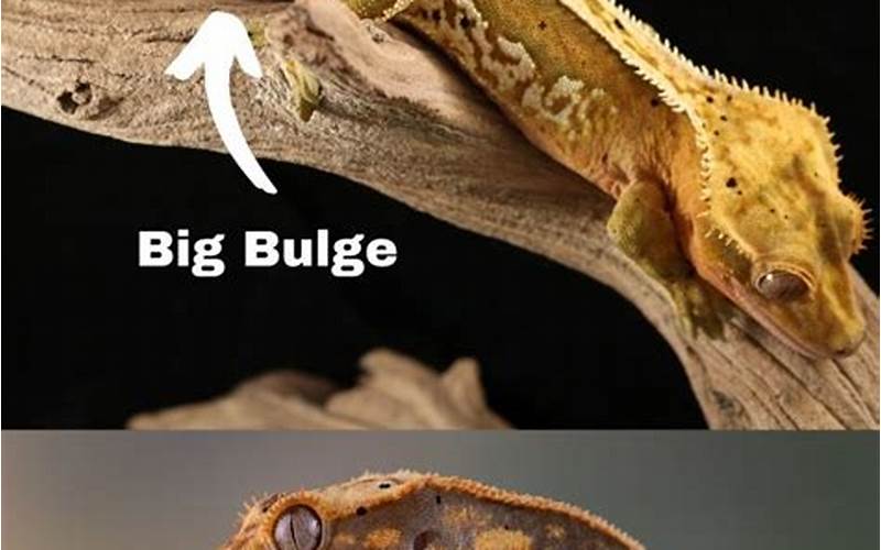 Crested Gecko Behavioral Differences