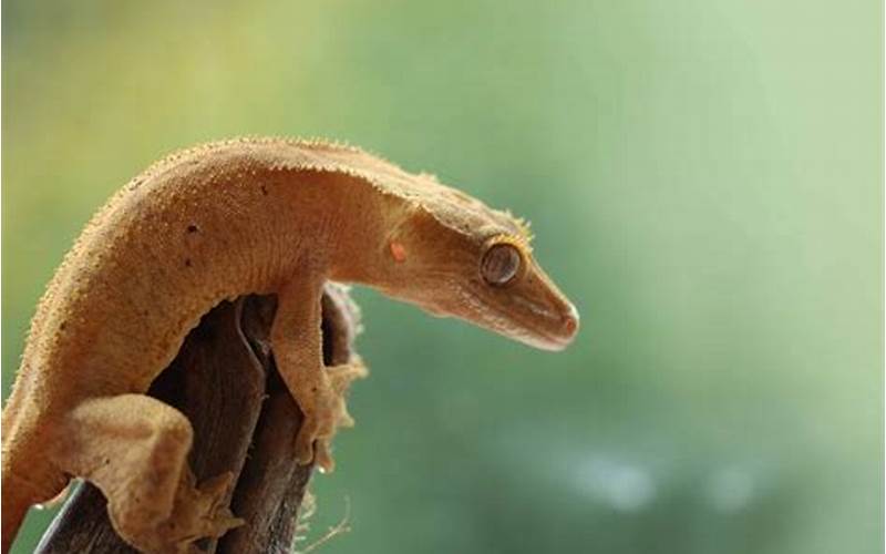 Crested Gecko Care Differences