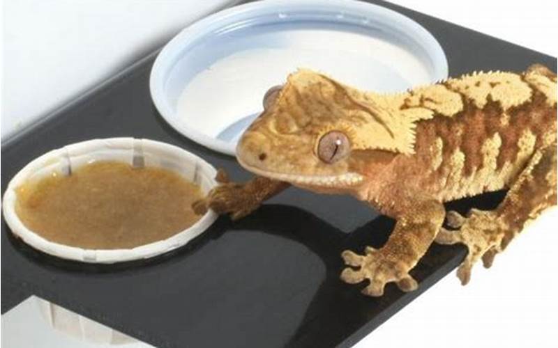 Crested Gecko Diet