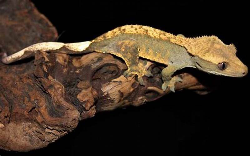Crested Gecko On A Branch