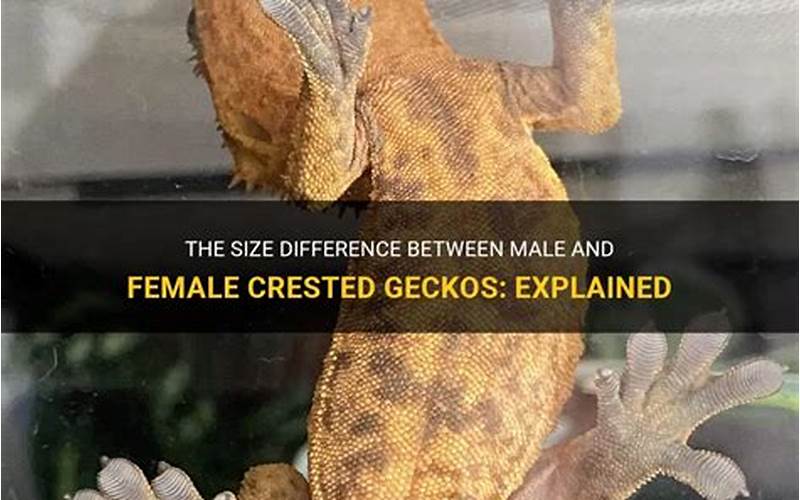 Crested Gecko Physical Differences