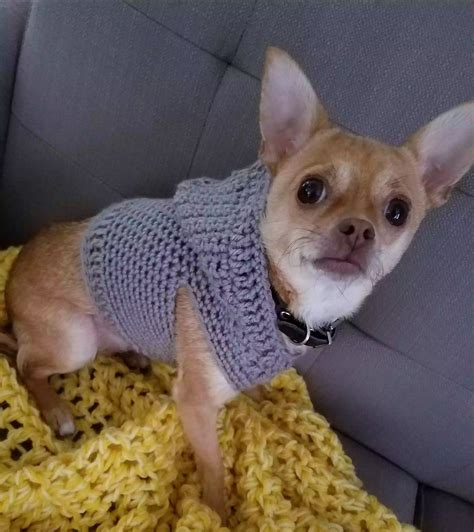Crochet Dog Sweater Pattern For Chihuahua