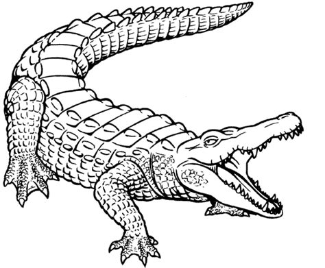 Crocodile Coloring Page Printable