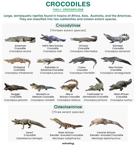 Crocodile Chart