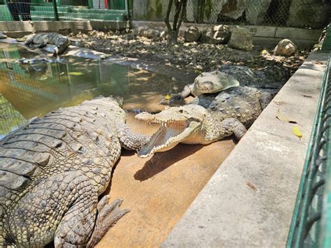 Crocodile Farm Mexico