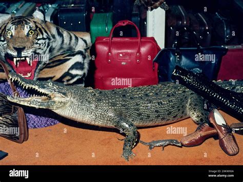 Unleash Your Boldness with Genuine Crocodile Skin for Sale