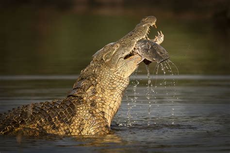 Crocodile feeding