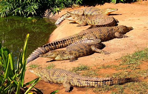 Crocodiles
