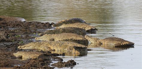 Crocodiles Birdlife