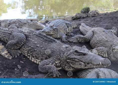 Crocodiles In A Swamp
