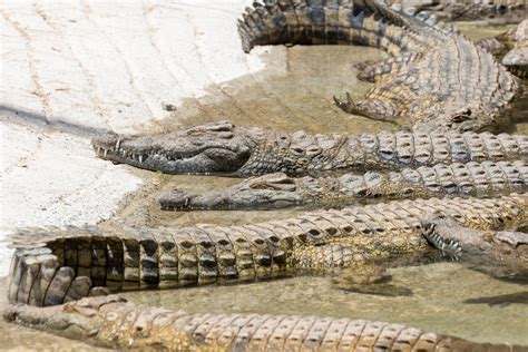 Crocodiles sunbathing Isimangaliso