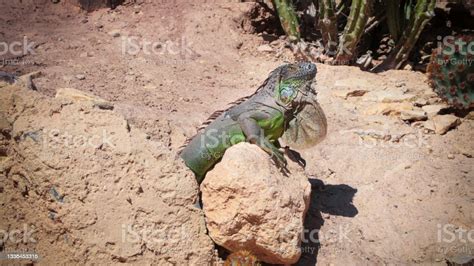 Crocoparc animals