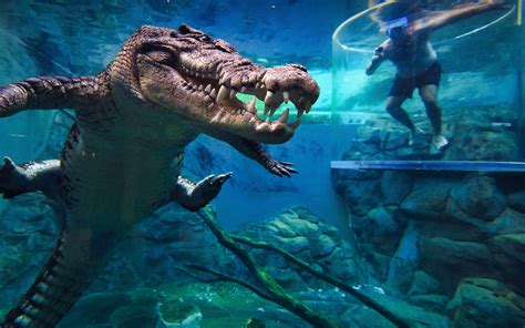 Crocosaurus Cove Pricing