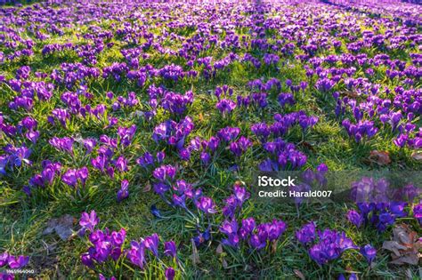 Crocuses: Harbingers of Spring