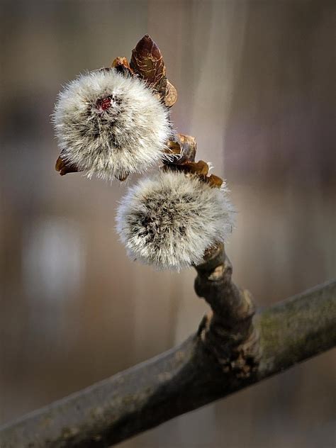 Cropping back up to 10x