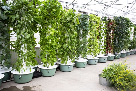 Crops That Can Be Grown in Vertical Hydroponics Tower