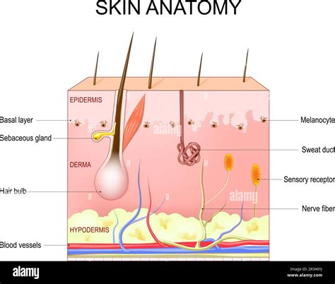 Unmasking The Hidden Beauty: Discovering The Wonders Of A Cross Section Of Human Skin