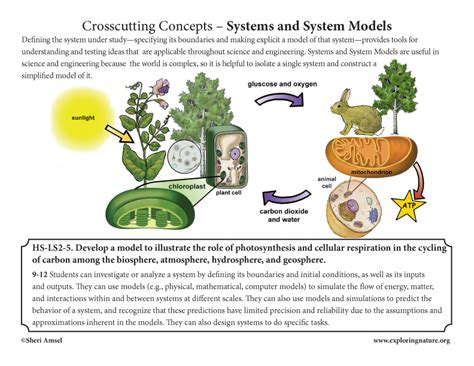 Crosscutting Concepts in Biology