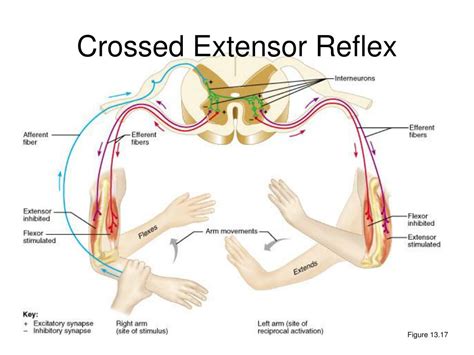 Understanding Crossed Extensor Reflex: Definition and Function