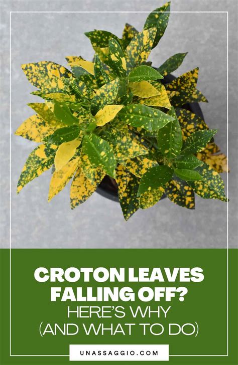 Crotons Leaves Falling Off